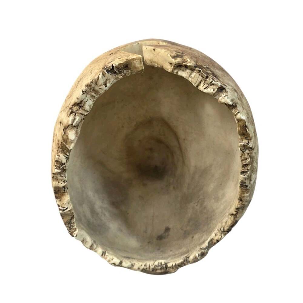 Summit Collection Resin Realistic Skull - Picture 2 of 6